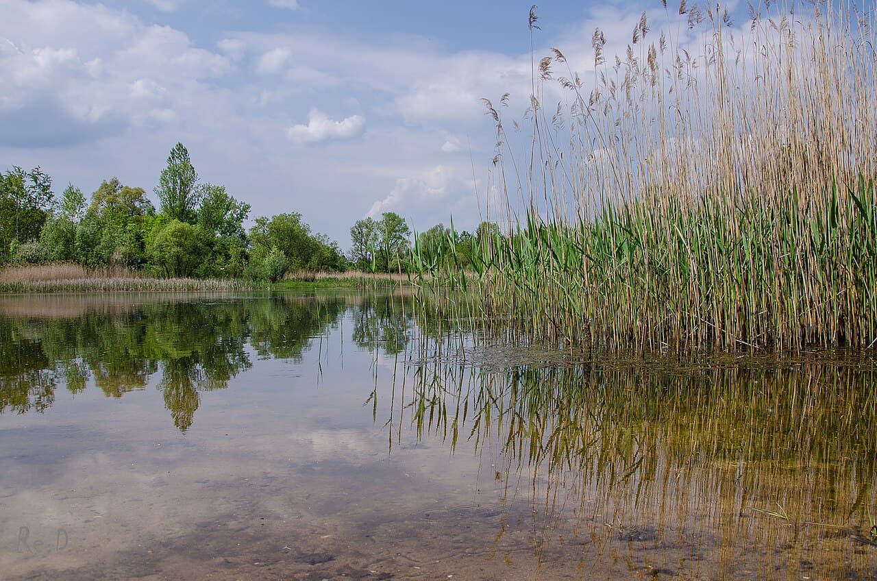 Wilkszyn
