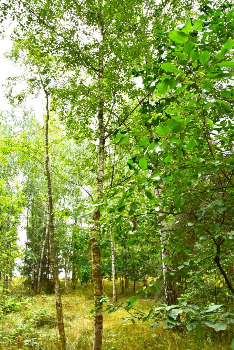 Plot - 9488 m² - Jaroszki