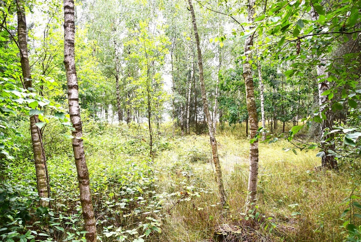 Grundstück - 3561 m² - Jaroszki